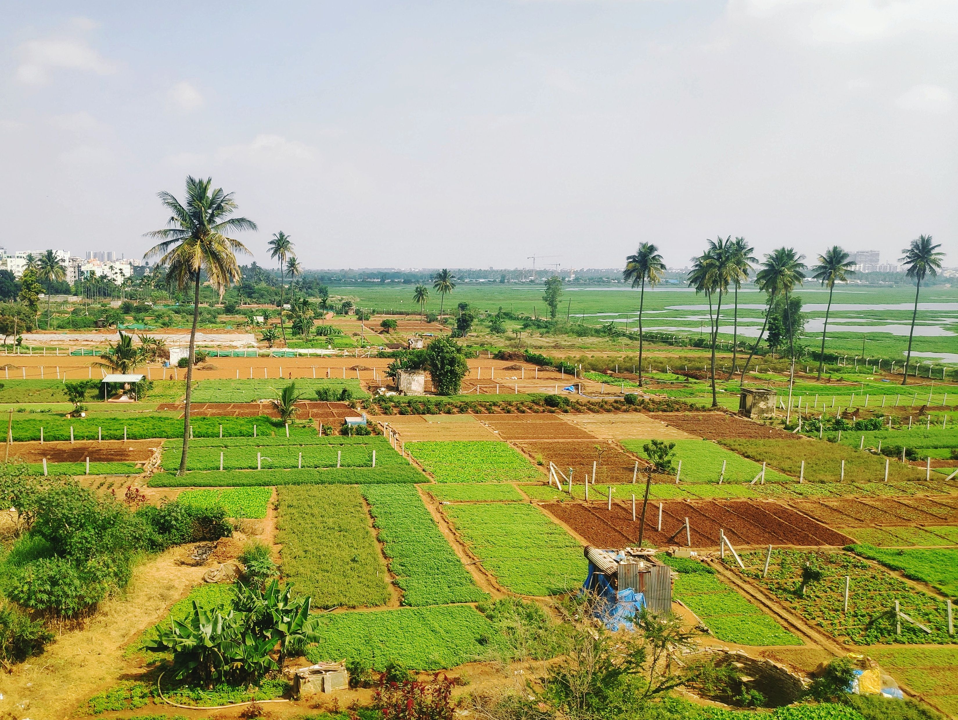 Agricultural spice plantation and farmland